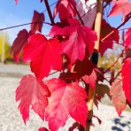 Javor červený (Acer rubrum) ‘OCTOBER GLORY’- výška 70-100 cm, kont. C5L
